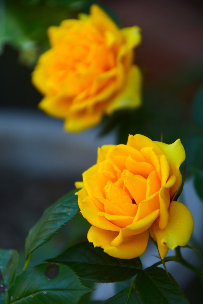 ご近所の黄色い薔薇