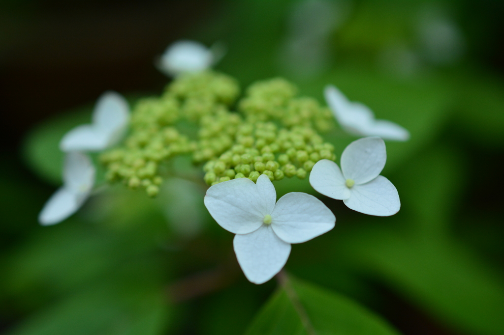 梅宮大社の山紫陽花