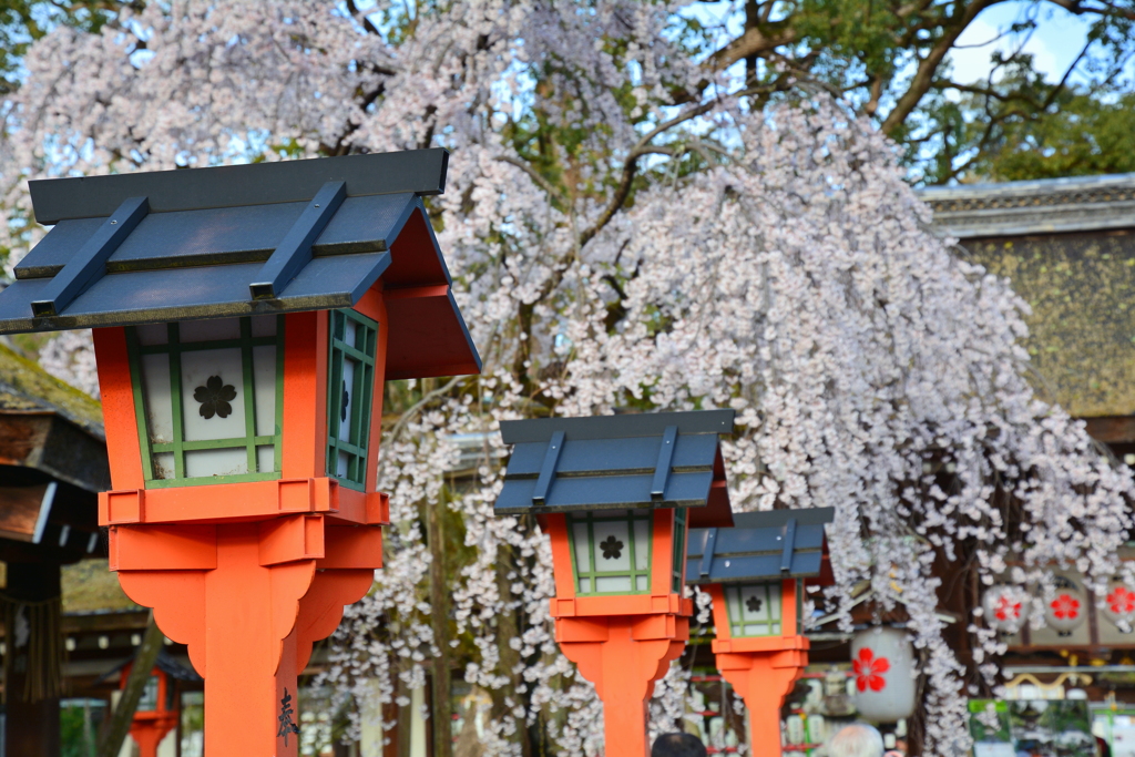 平野神社・灯篭と桜２