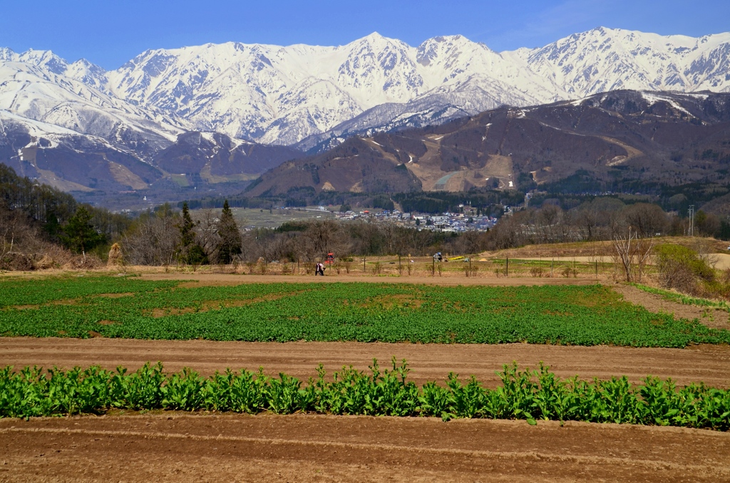 山国の春