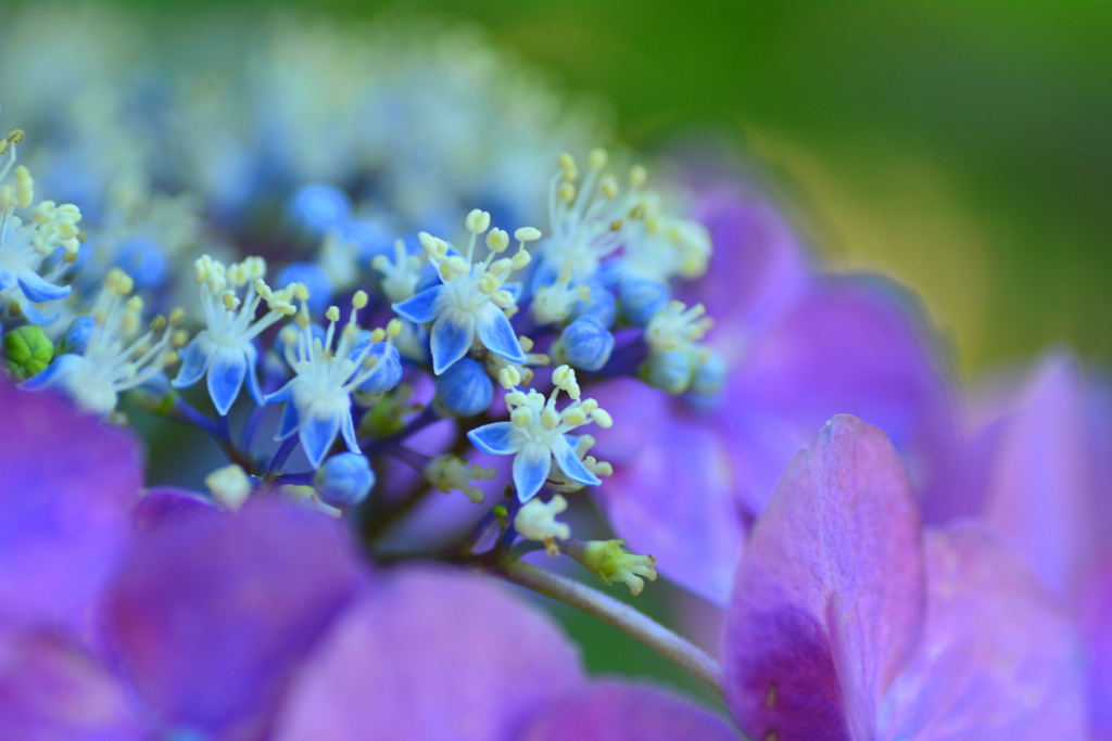 八月の紫陽花５