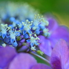 八月の紫陽花５