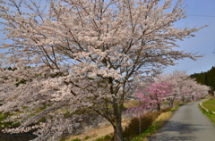 弓削川の桜並木