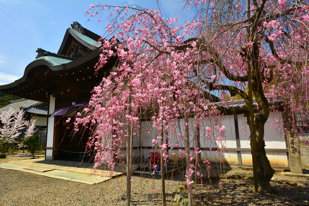 勧修寺の枝垂桜
