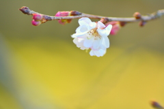 太秦広隆寺の寒桜