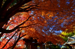 山崎聖天の大楓