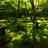 木漏れ日の祇王寺２