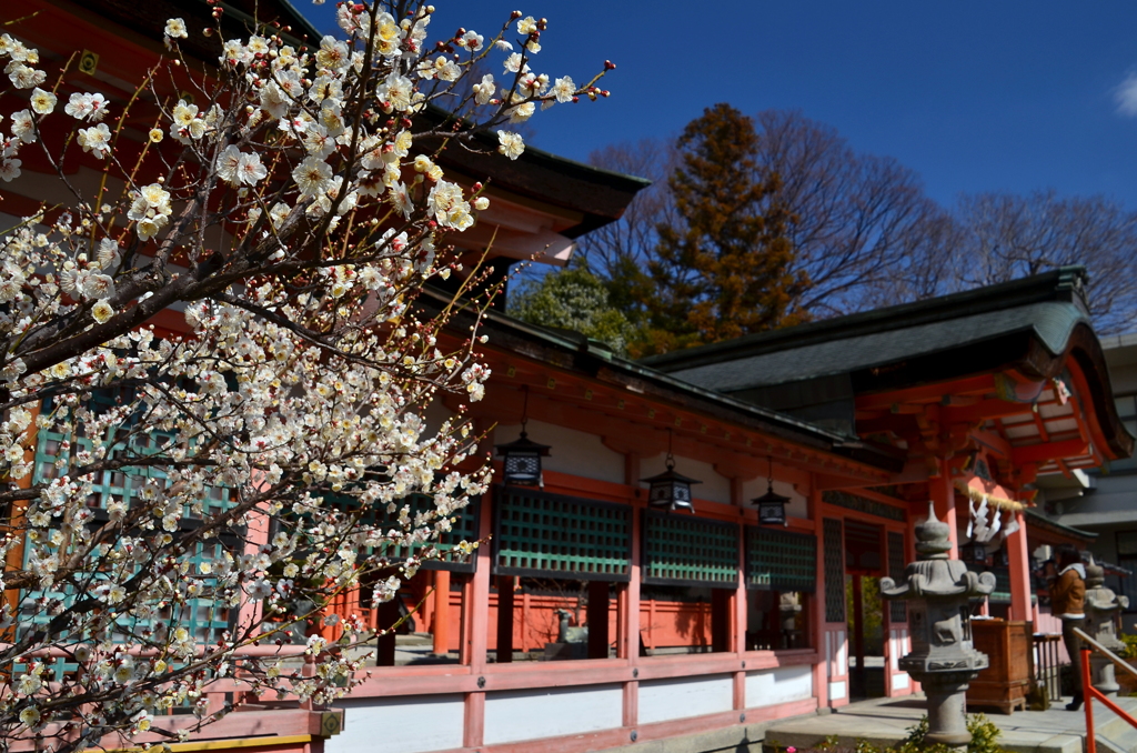 西院春日神社の梅２