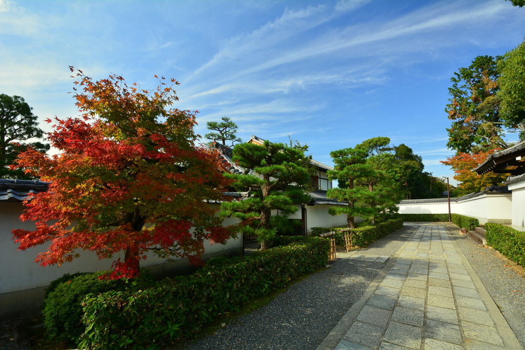 妙心寺養徳院前の紅葉
