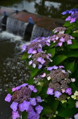 用水路の紫陽花