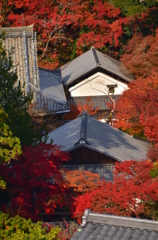 槇尾山西明寺・秋