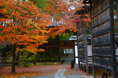 清涼寺の紅葉