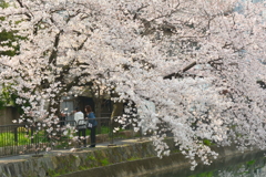 伏見インクラインの桜２