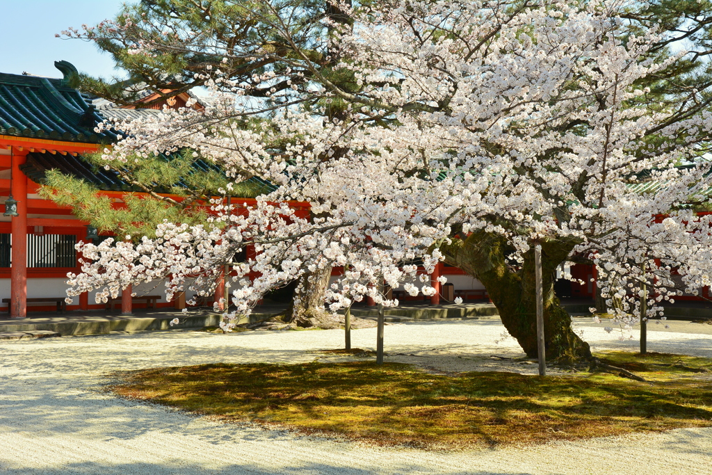 平安神宮・斎館の桜２