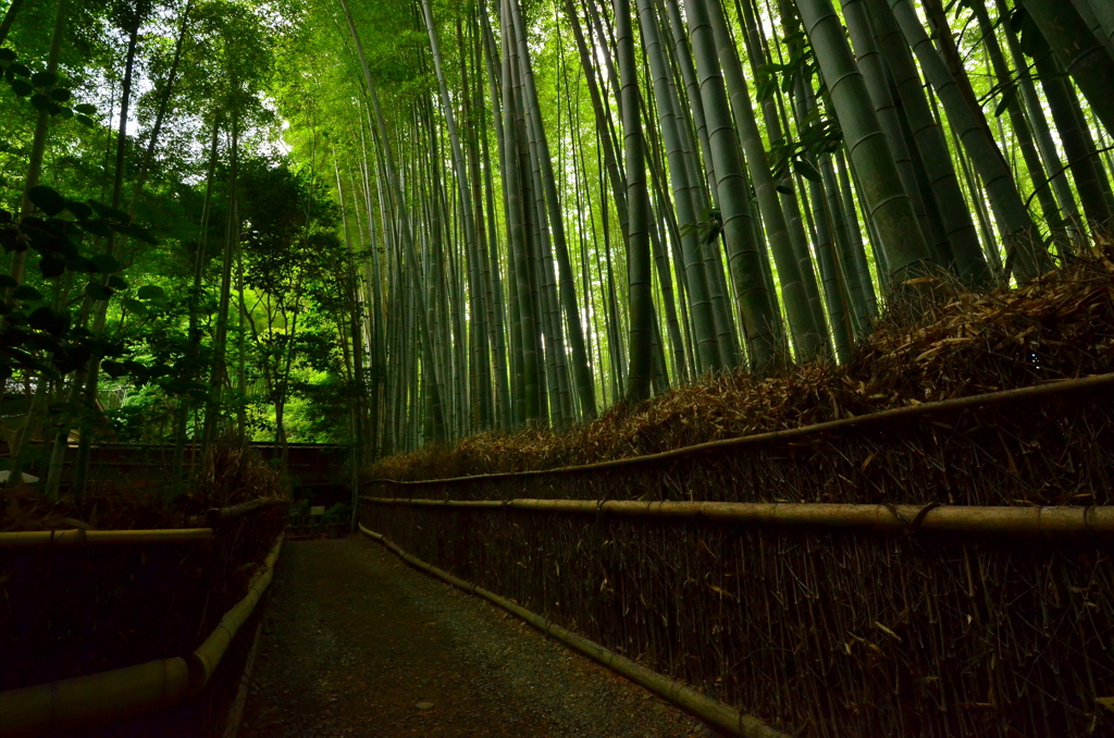 祇王寺・竹林の道