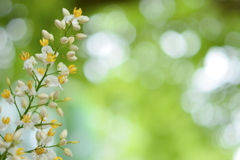 光点・南天の花