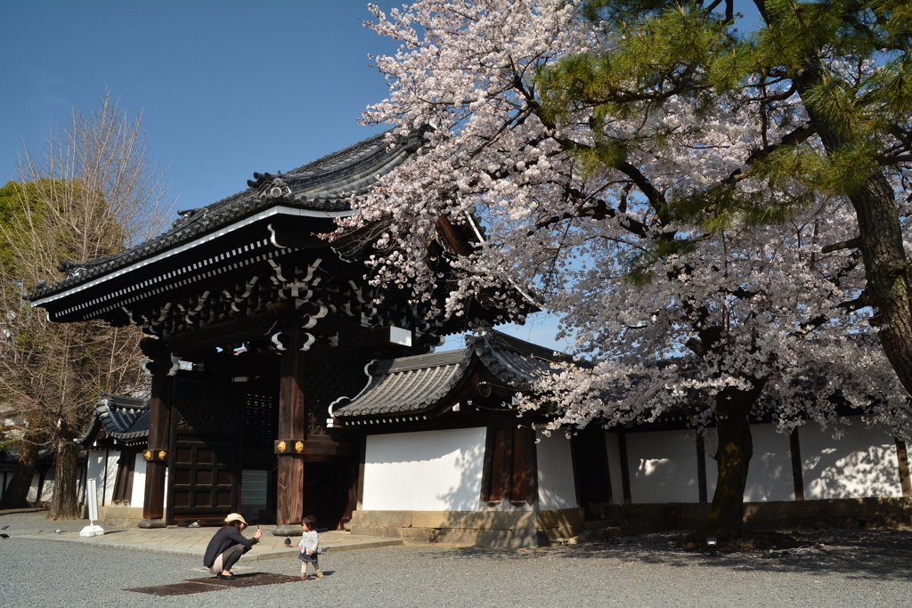 佛光寺山門の桜２