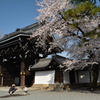 佛光寺山門の桜２