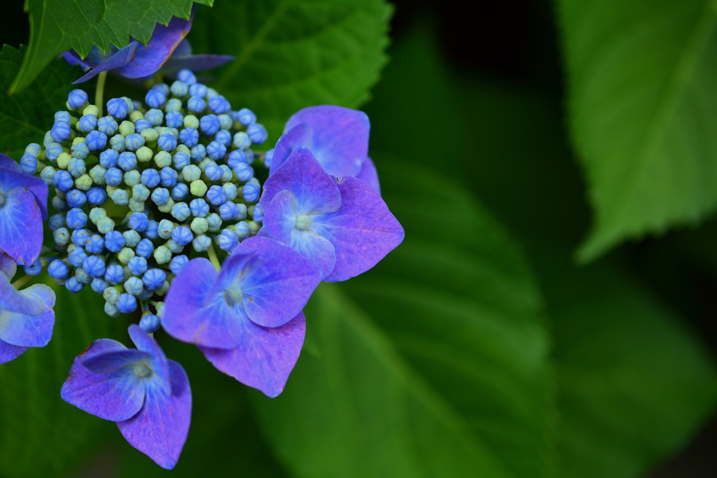 紫陽花花盛り２