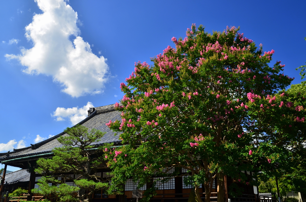 本隆寺の大百日紅