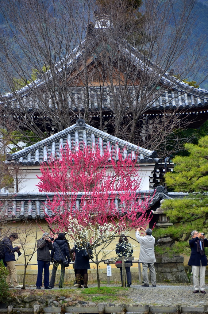 人気の木