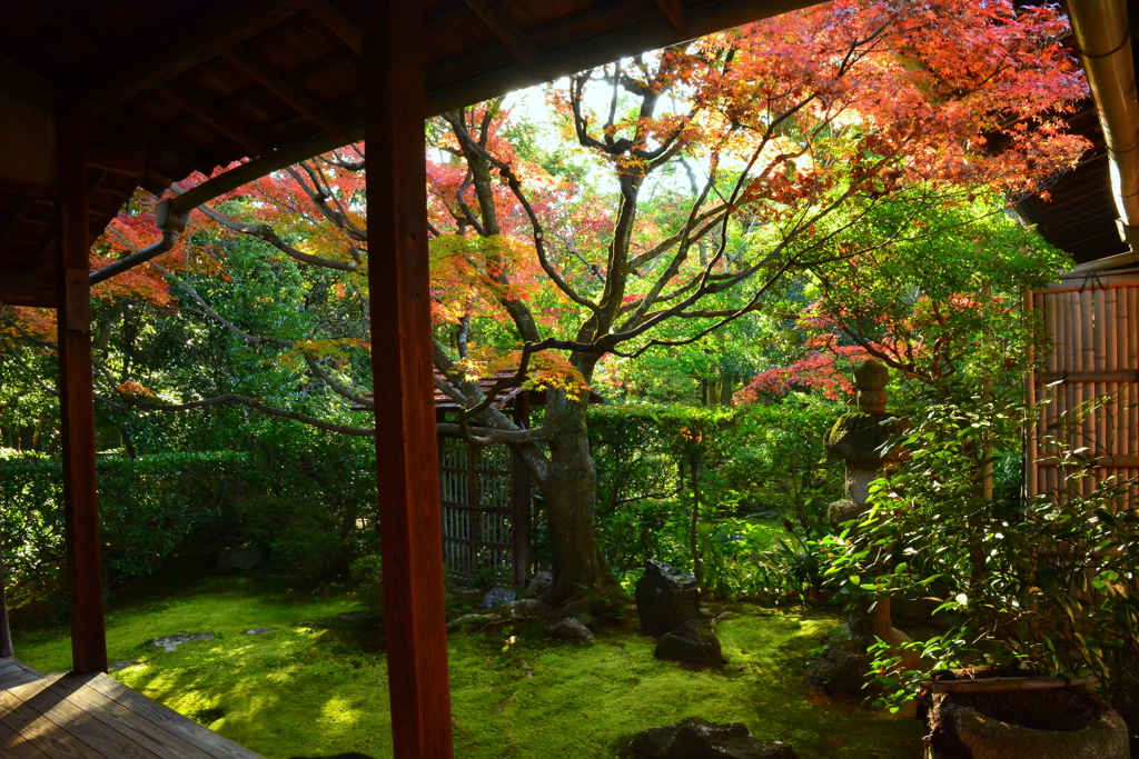 桂春院・侘の庭の紅葉１