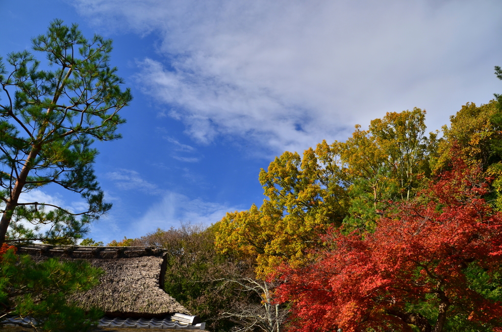 平安郷の秋・上の茶屋