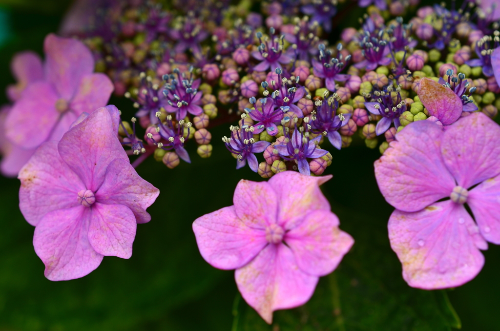 雨上がりの紫陽花