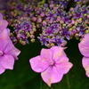 雨上がりの紫陽花