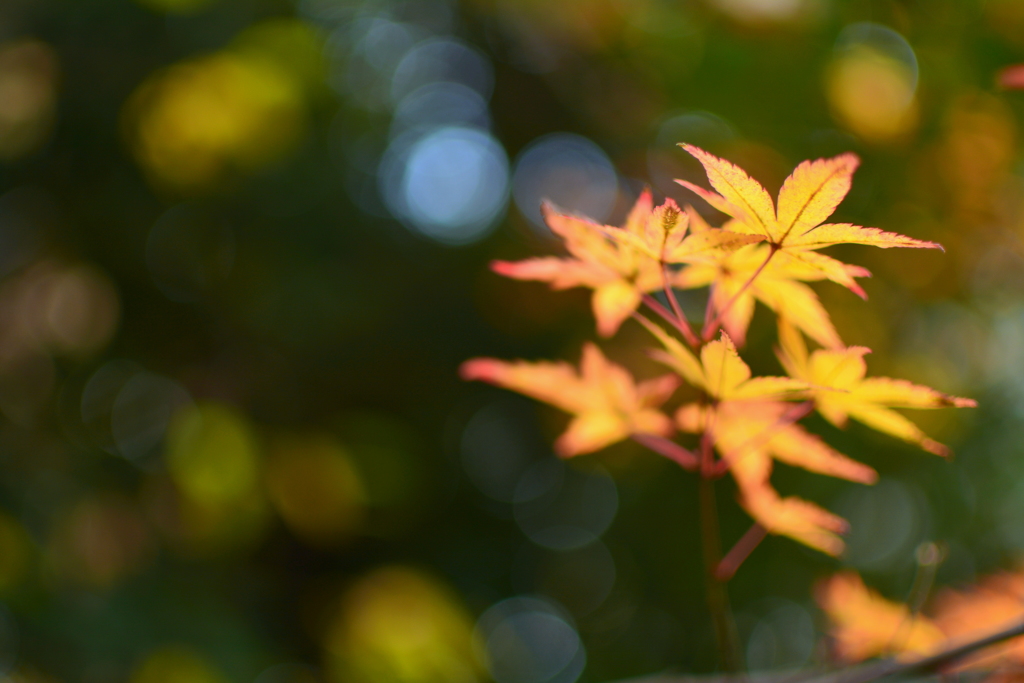 西院野々宮神社の紅葉