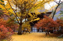 霊松寺山門の銀杏・秋