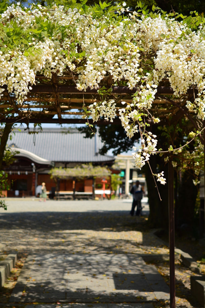 西院春日神社の藤３