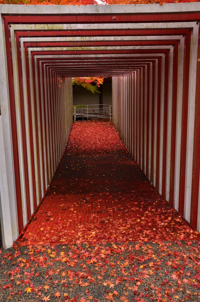人形の家の紅葉トンネル