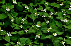 薬草の森