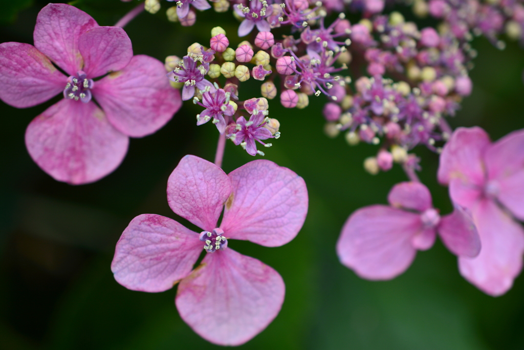 梅雨の花火