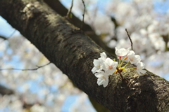 桜の花道