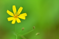避暑地の黄色い花１