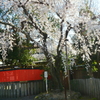 車折神社・溪仙桜３