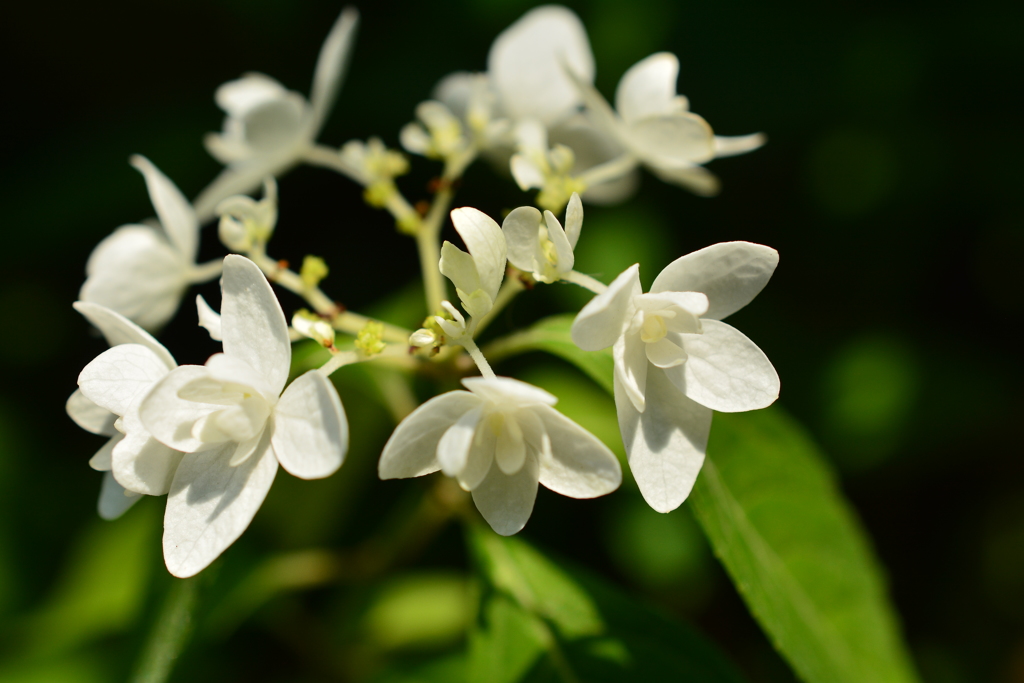 梅宮大社の山紫陽花２