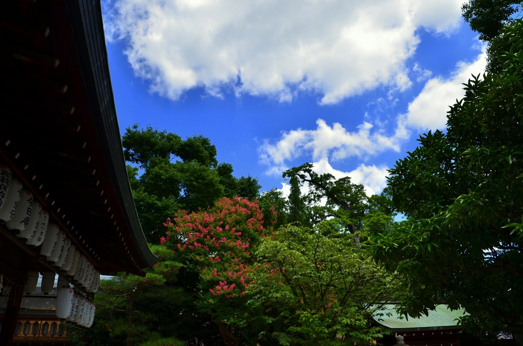 白峯神宮の夏
