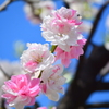 幼稚園の源平桃