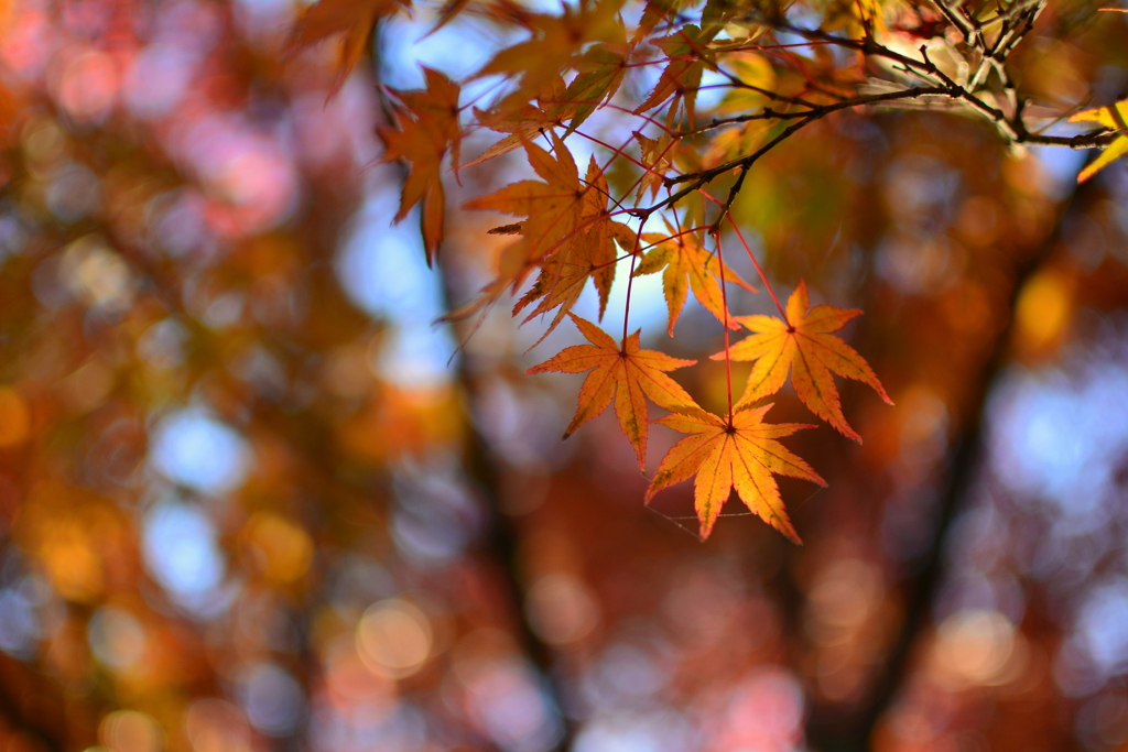 梅宮大社神苑の紅葉１