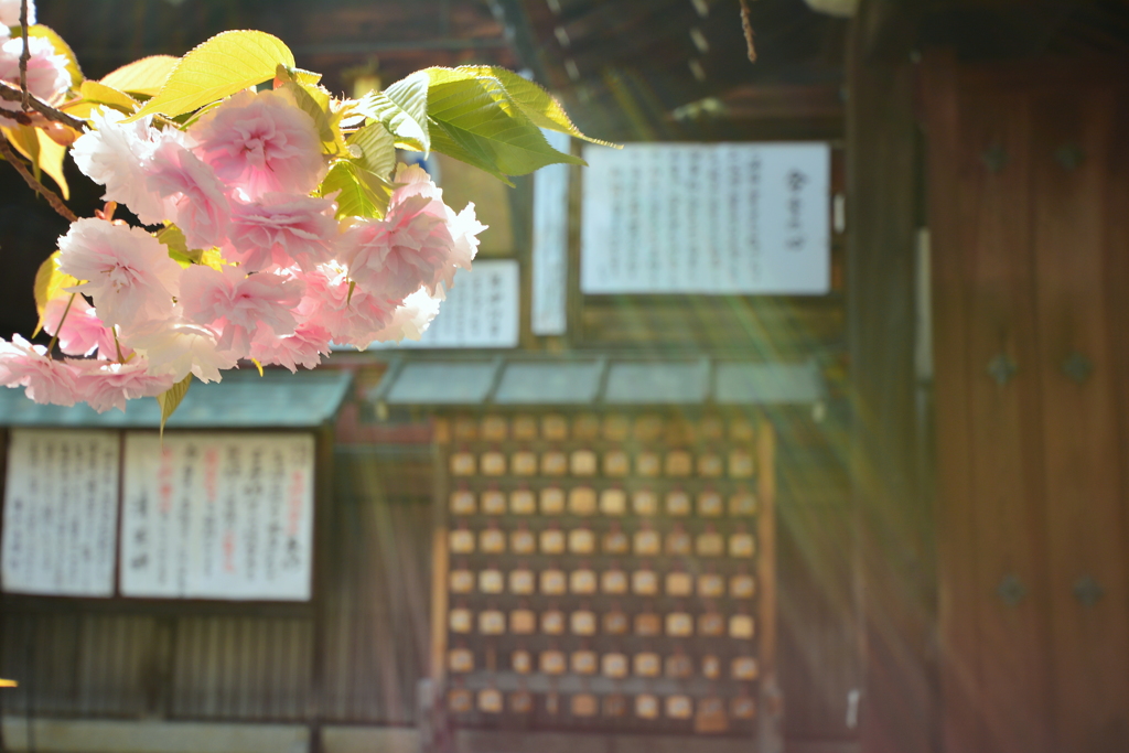 護浄院の桜