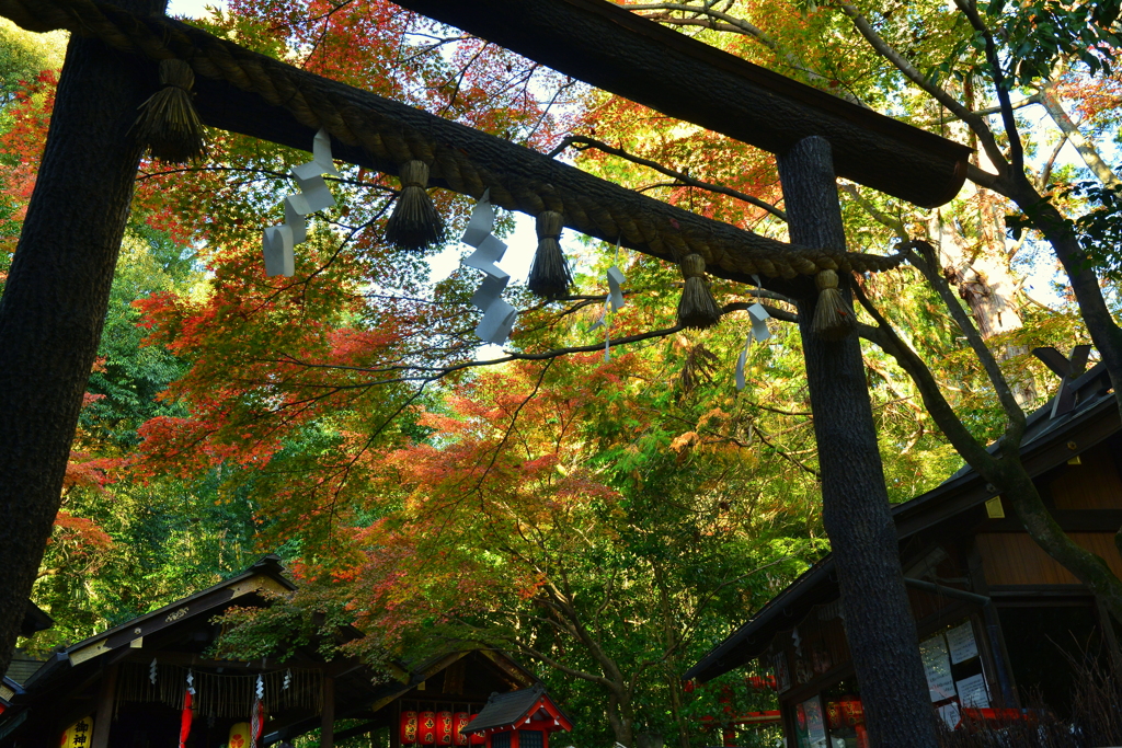 野宮神社・鳥居の紅葉