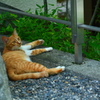 気温40℃の過ごし方