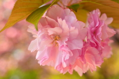 遅咲き桜「関山」