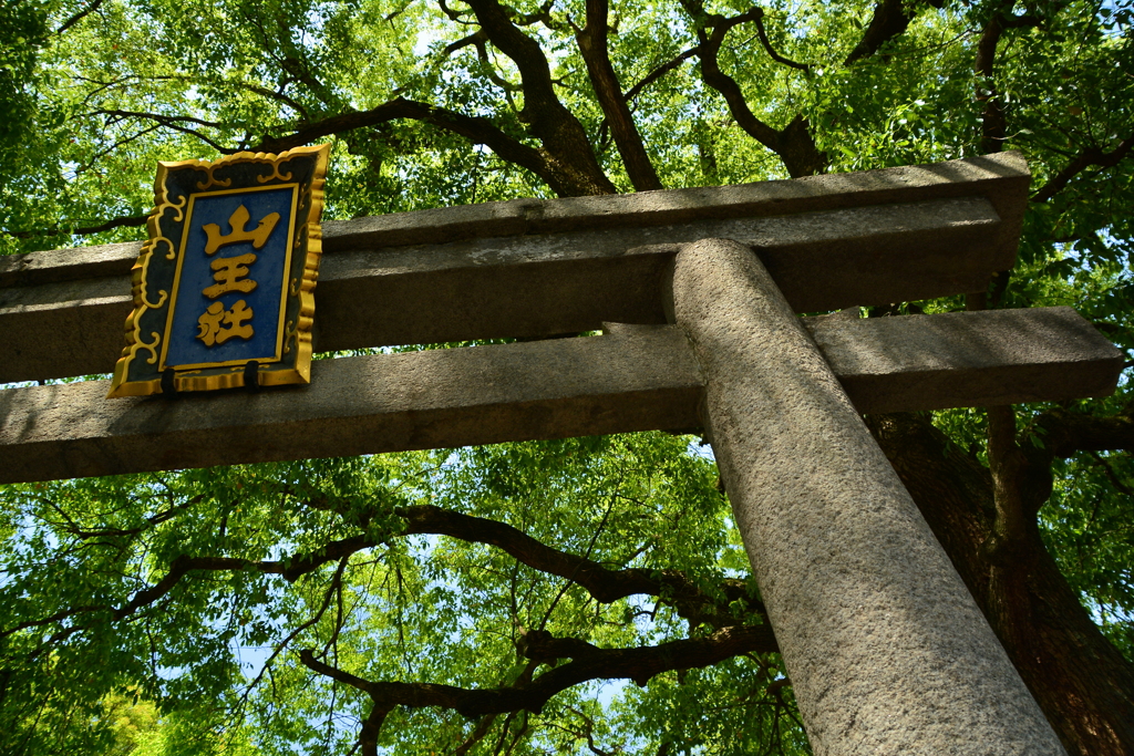 山王神社の楠