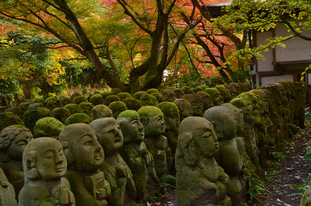 愛宕念仏寺・錦秋１