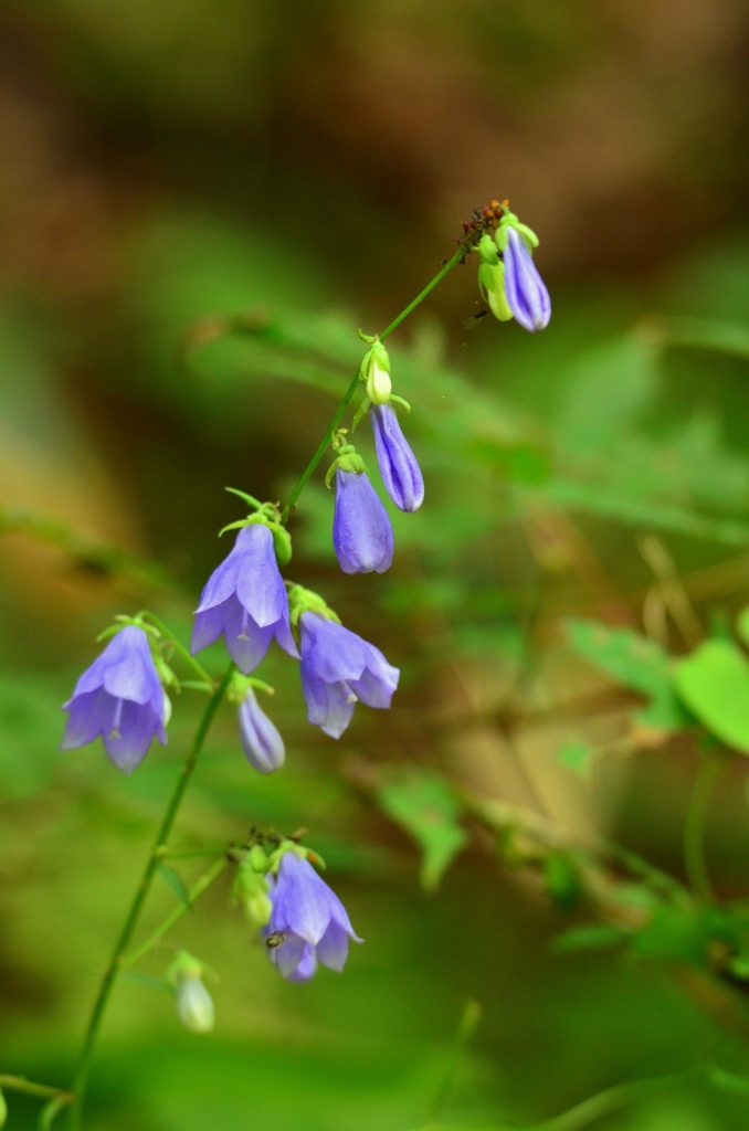 湿原の花３　ツリガネニンジン