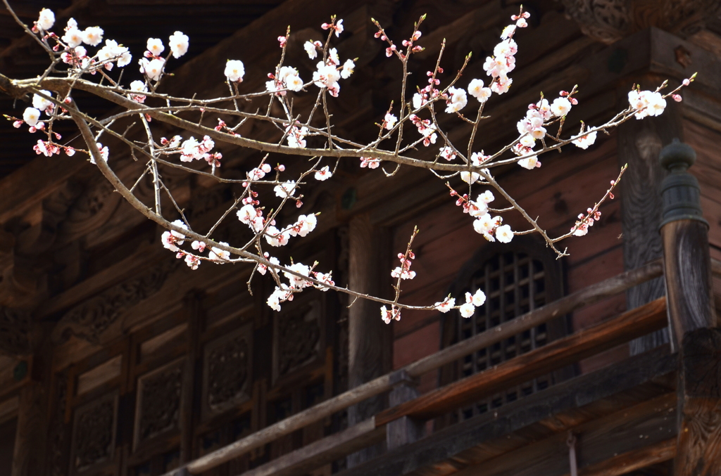 霊松寺山門・春２